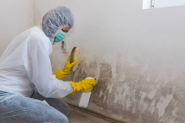 Best Mold Remediation for Healthcare Facilities  in Springville, VA