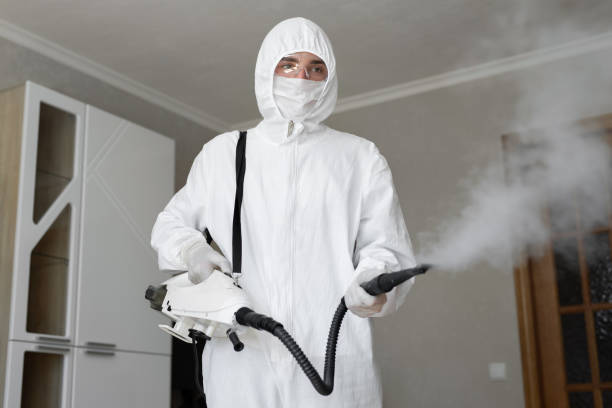 Best Basement Mold Removal  in Springville, VA