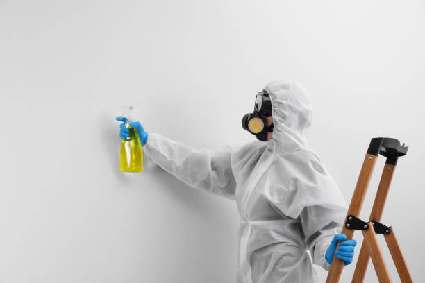  Springville, VA Mold Removal & Remediation Pros